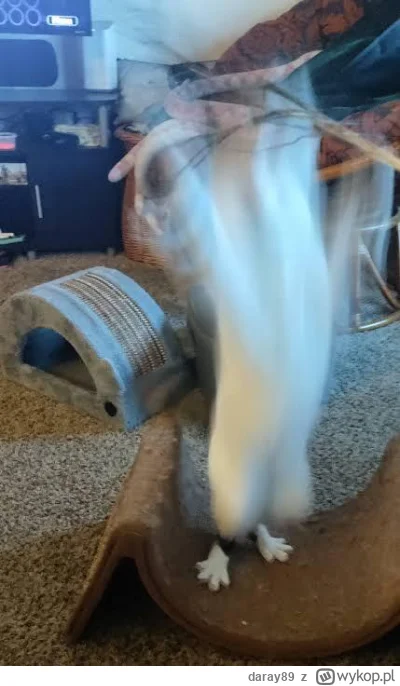 daray89 - #codziennykotopetany #dziwnekotki