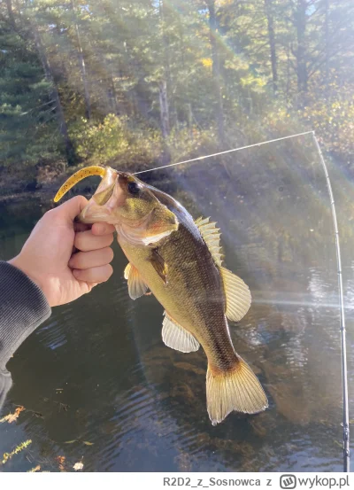 R2D2zSosnowca - @R2D2zSosnowca jakby się ktoś pytał czy ryby są i czy biorą to odpowi...