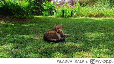WLADCA_MALP - #kitku #pokazkota