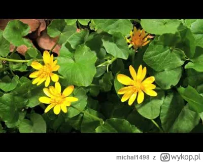 michal1498 - Co ze mną jest?
Gdzieś w kąt chowam się
Jestem i nie ma mnie
Praca i dom...