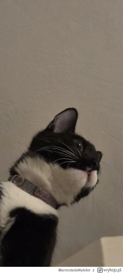 MarmoladaNykilor - #kot #pchelkafanclub