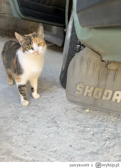 patrykoo09 - Serio?
#pokazkota #skoda