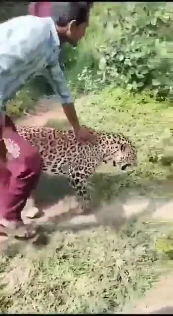 cheeseandonion - https://www.ndtv.com/india-news/fear-then-selfies-and-a-ride-leopard...