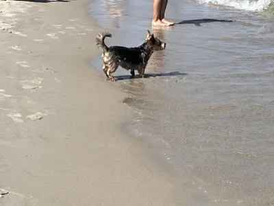 wielbicielrusalki - @wielbicielrusalki: Piesek właśnie zrobił siku do morza i mówi że...