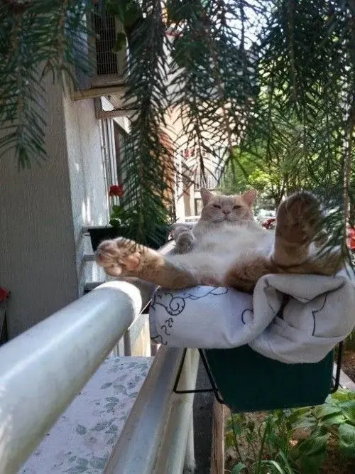 PetalMind - Jutro rozmowa o pr*ce o 11, muszę budzik ustawić bo wstanę pewnie o 13