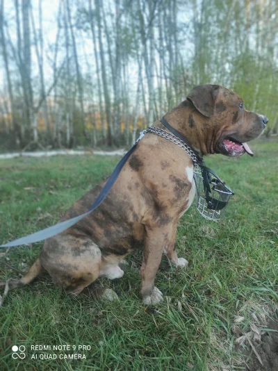 MiniKierownik - #psy #pokazpsa #smiesznypiesek 
Mały waży ponad 70 kg, powoli przesta...