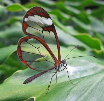 Virek2 - Greta oto czyli Motyl Szklanoskrzydły.

Czy kiedykolwiek widziałeś motyla z ...