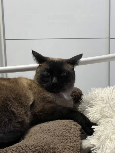 Historycznygagatek - @Zmorka: (ಠ‸ಠ)