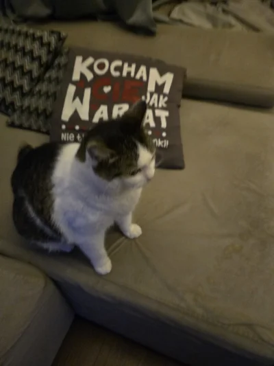 Solsith - #spaslak #pokazkota dziadku to nie tu się wpisuje( ͡° ͜ʖ ͡°)