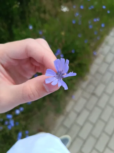 PorzeczkowySok - wpadnij pan nocą, wieczorem, z rana, na najkrótszy z krótkich milczą...