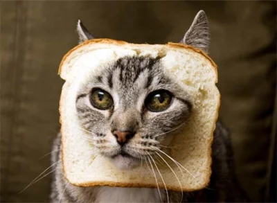 Dequstator - #przegryw ja nigdy chleba z niejednego pieca nie jadł