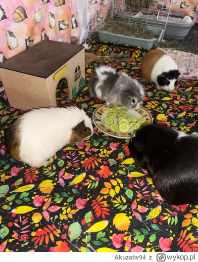 Akuzativ94 - Miałem psa, kota, chomiki, myszki, ptaszniki, skorpiony, rybki, krewetki...