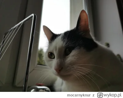 mocarnyknur - @OnePageTo Bąbel pozdrawia Lucusia.