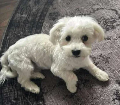 psycha - W spodniach była Lolą. W szkole - Dolly. W rubrykach - Dolores. Lecz od stro...