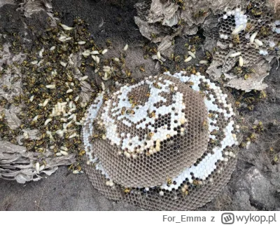 For_Emma - @redorbiter: