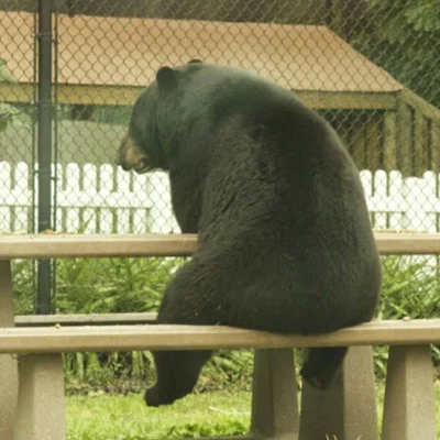 dodi-lukebakio - #f1 #codziennyolliebearman

hej :/