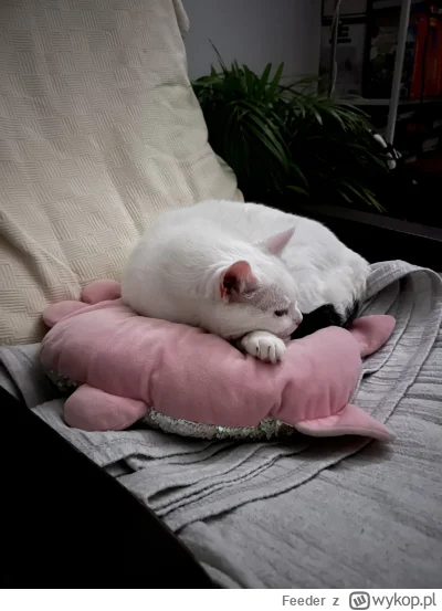 Feeder - @humun kitku na pocieszenie, trzymaj się opie