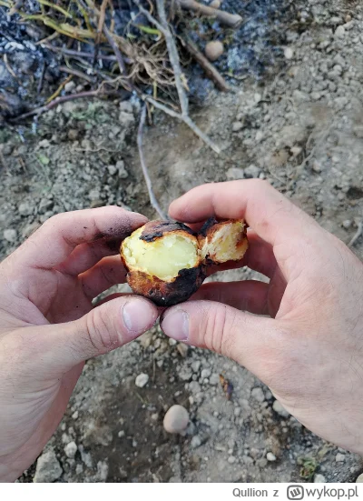 Qullion - #ogrodnictwo Wykopaliśmy dzisiaj pyrki, jak za dawnych lat i pierdyknęliśmy...