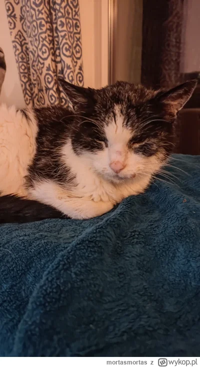 mortasmortas - Babcia kitku Dingi
21 lat jest 
głucha jest 
altzheimer jest 
kroplówk...