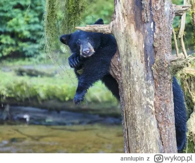 annlupin - ciekawe co tam u was