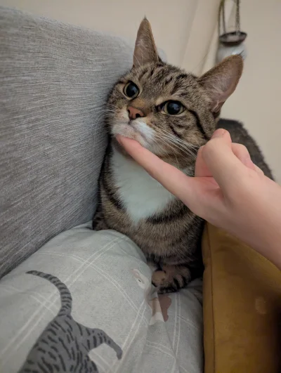 szzzzzz - #alboialba #koty #grumpycat