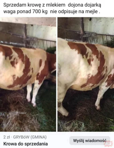 MisterMinister - #heheszki #kroweszki