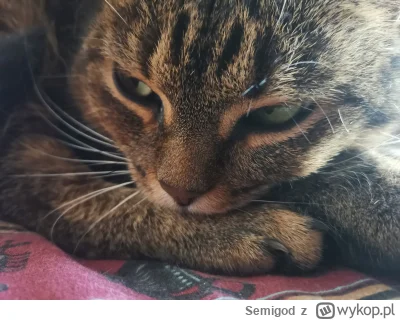 Semigod - @Semigod bonus 2