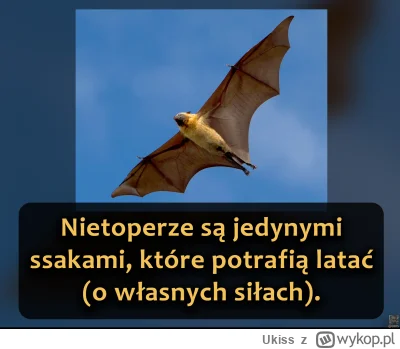 Ukiss - Ich skrzydła zbudowane są z wydłużonych palców, przedramienia i ramienia, poł...