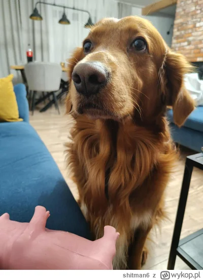 shitman6 - Morderca z zagryzioną świnią. 
#pokazpsa