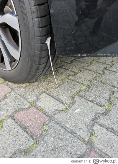 disnemar - kurrr gumę złapałem