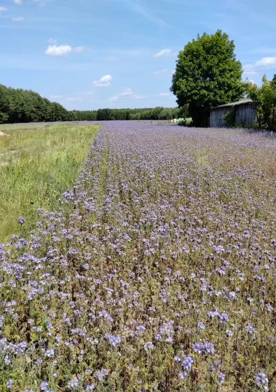 Linnior88 - @dqdq1
@Linnior88: to chabry.
To nie są chabry tylko facelia , sąsiedzi h...