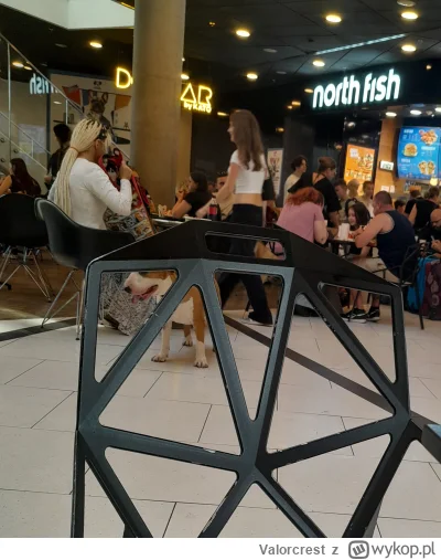 Valorcrest - Środek galerii handlowej w Katowicach, psiara zabrała b--ń bez zabezpiec...