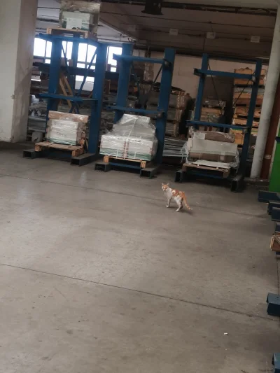 RedBulik - O, nowy boss na zakładzie xd
#koty #koteczkizprzypadku #pokazkota