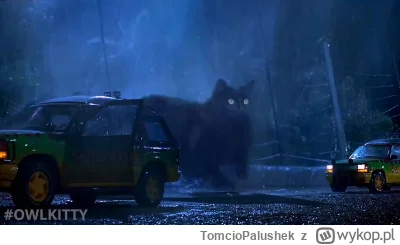 TomcioPalushek - Jeszcze raz, bo zapomniałem to otagować. Czuje, boli. #kitku #godzi...