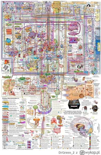DrGreen2 - Ciekawa mapa mózgu 

#zdrowie #medycyna #mózg #gruparatowaniapoziomu

Tuta...
