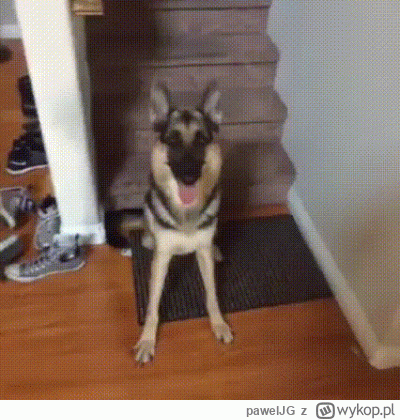 pawelJG - #smiesznypiesek #heheszki