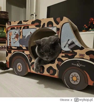 Oleana - Geralcik i jego nowa fura 
#kot #kitku #pokazkota