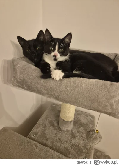 dewox - Spiace kociambry
#pokazkota #smiesznekotki