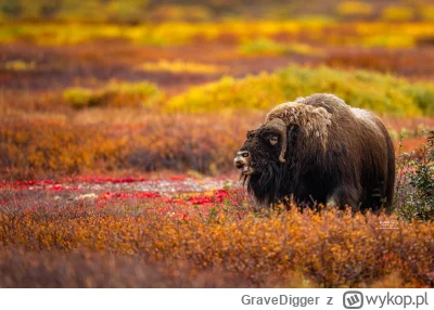 GraveDigger - Piżmowół arktyczny, wół piżmowy (Ovibos moschatus).
https://pl.wikipedi...