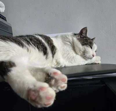 Solsith - #pokazkota #spaslak kitku umęczone ale zadowolone (｡◕‿‿◕｡)