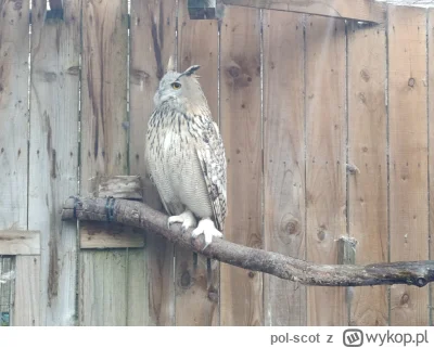 pol-scot - Scottish Owl Center
#zwierzeta #ptaki #sowy #szkocja