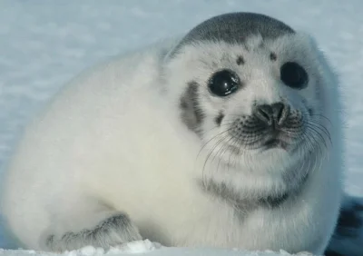 almete - nani ga suki?