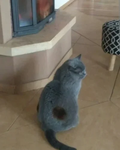 GrimesZbrodniarz - @Rasteris: Może jakiś daleki krewny #przypalonykot