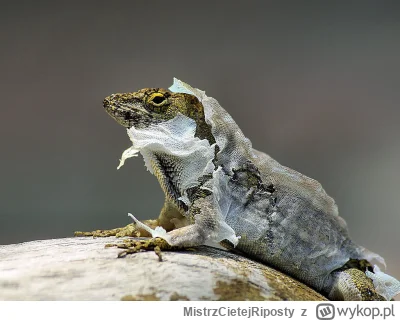 MistrzCietejRiposty - @Polasz: