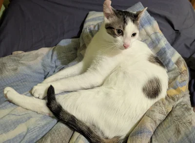 vulcanitu - #koty #pokazkota 
Leżakowane