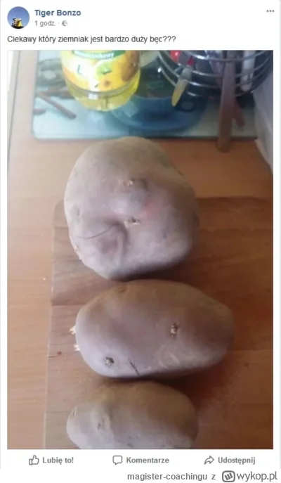 magister-coachingu - największym ziemniakiem jest #bonzo