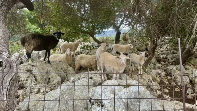 asdfghjkl - Somsiadki zaciekawione ( ͡° ͜ʖ ͡°) #owceboners #owce