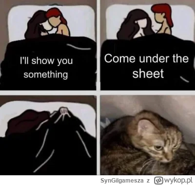 SynGilgamesza - #heheszki #humorobrazkowy #koty #kitku