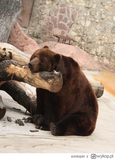 annlupin - nie chce mi sie