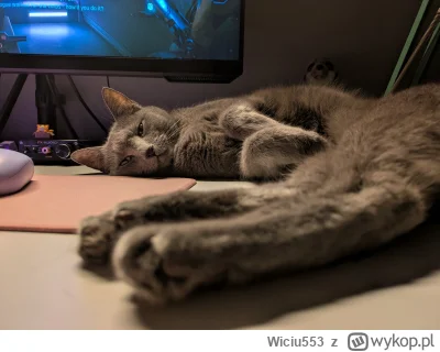 Wiciu553 - #kitku #koty #koteczkizprzypadku #katzenpfotchen